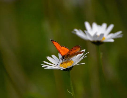 Bild på vita blommor och en fjäril.